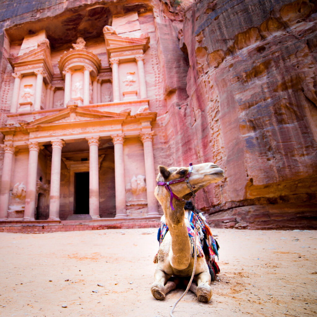 Camelo ajoelhado no meio da cidade de Petra, com um castelo de Pedra rosada ao fundo