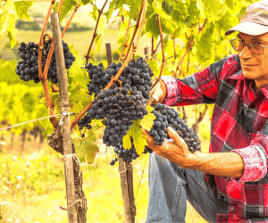 homem agachado colhendo uvas