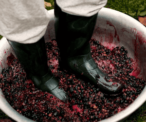 esmagando a uva em com os pés em uma tigela